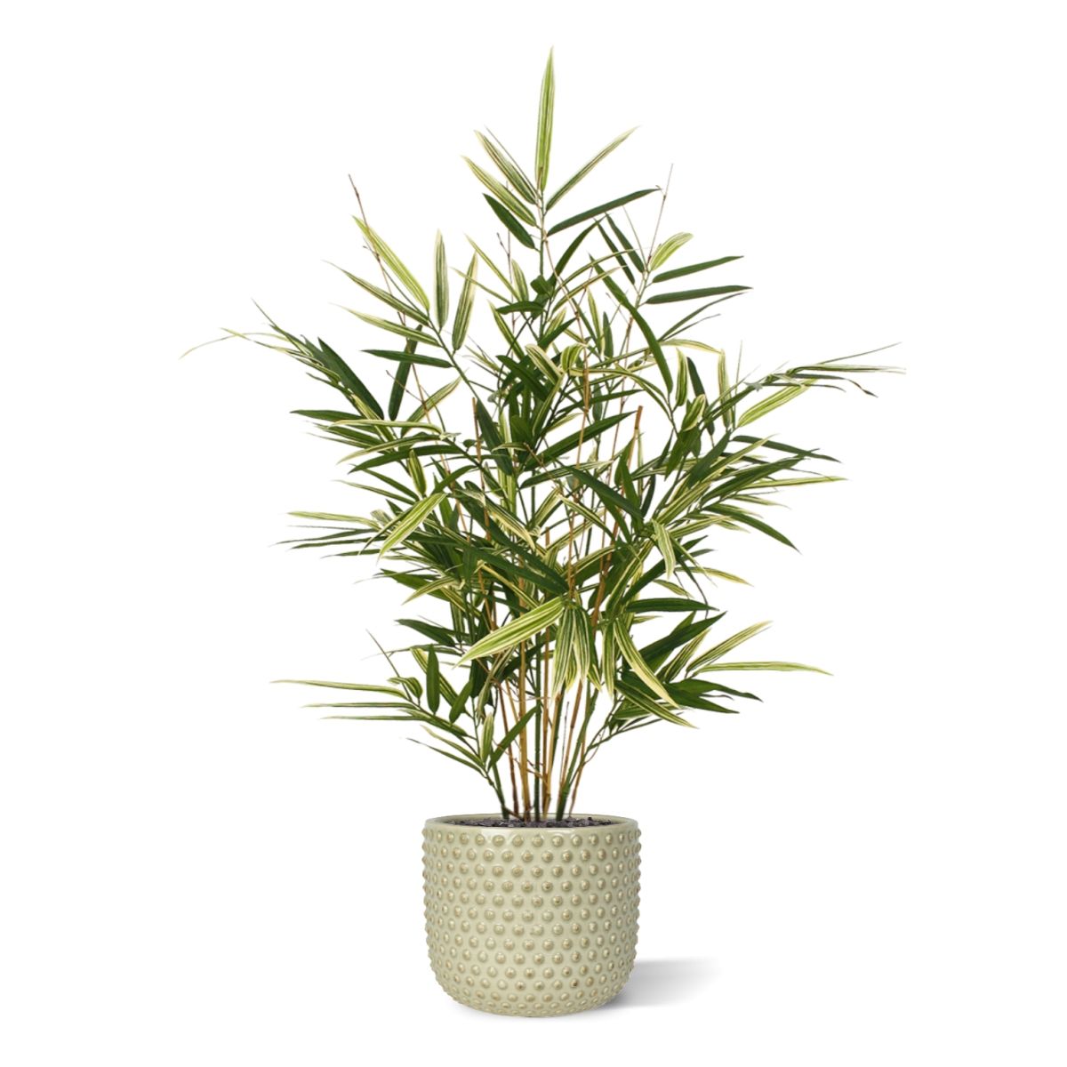 Royal Bamboe kunstplant 70cm - bont