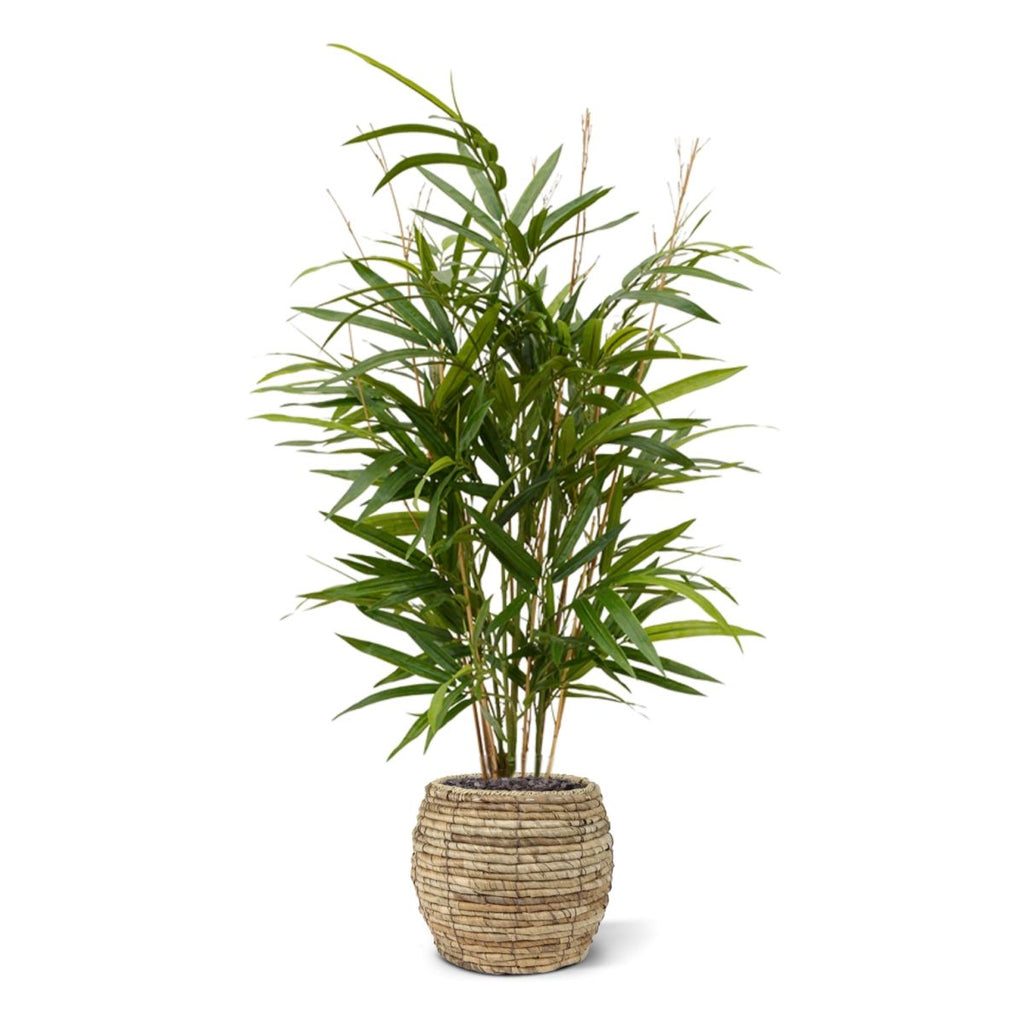 Royal Bamboe kunstplant 70cm - groen