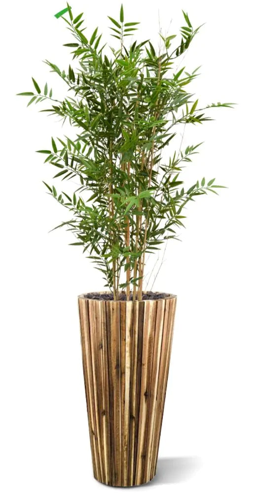 Hoogwaardige bamboeplant voor buiten, 120 cm hoog, UV-beschermd.