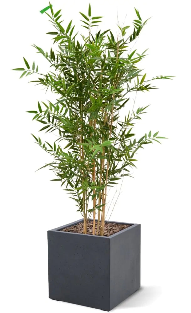 Hoge kunst Bamboeplant 120 cm UV-beschermd 