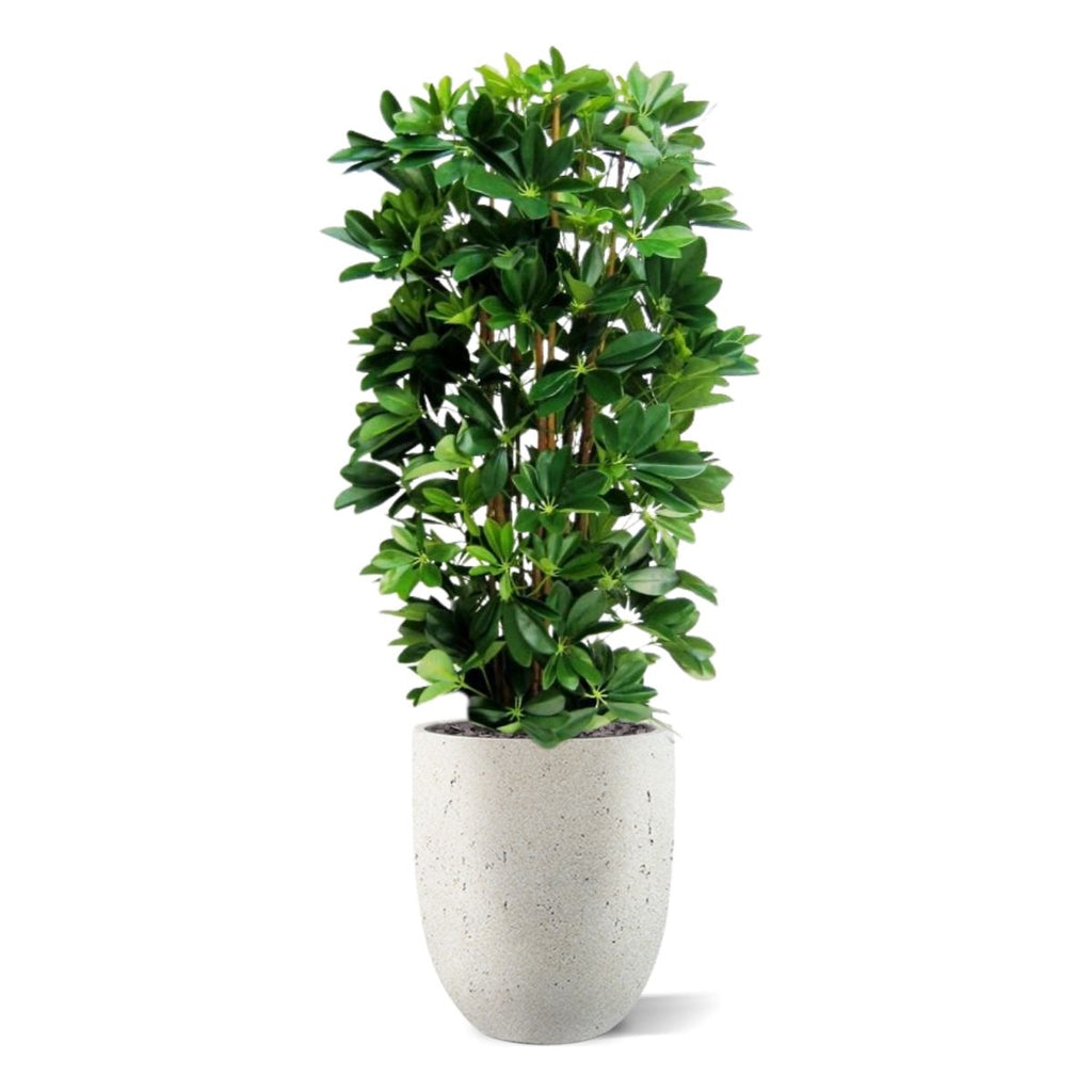 Schefflera kolom kunstplant 120cm