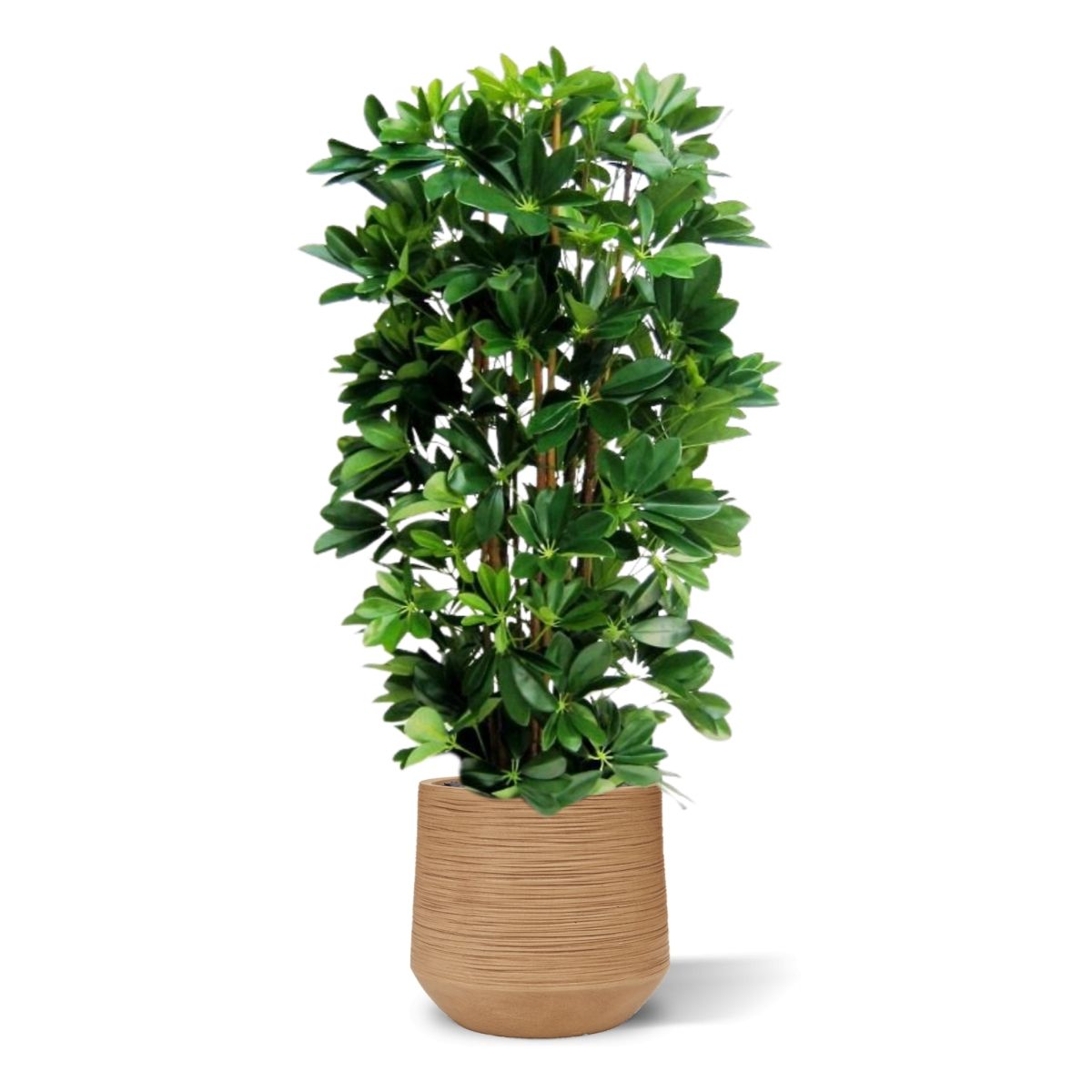 Schefflera kolom kunstplant 120cm