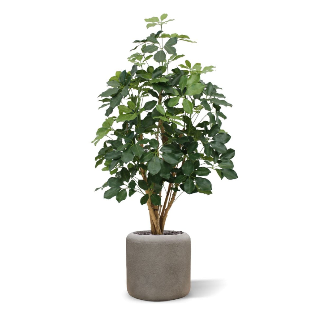 Schefflera Exotica kunstplant 120cm
