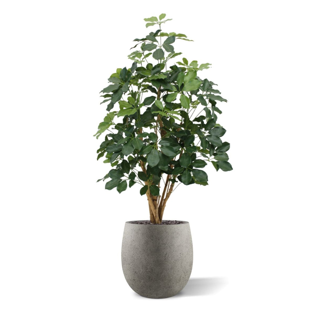 Schefflera Exotica kunstplant 120cm