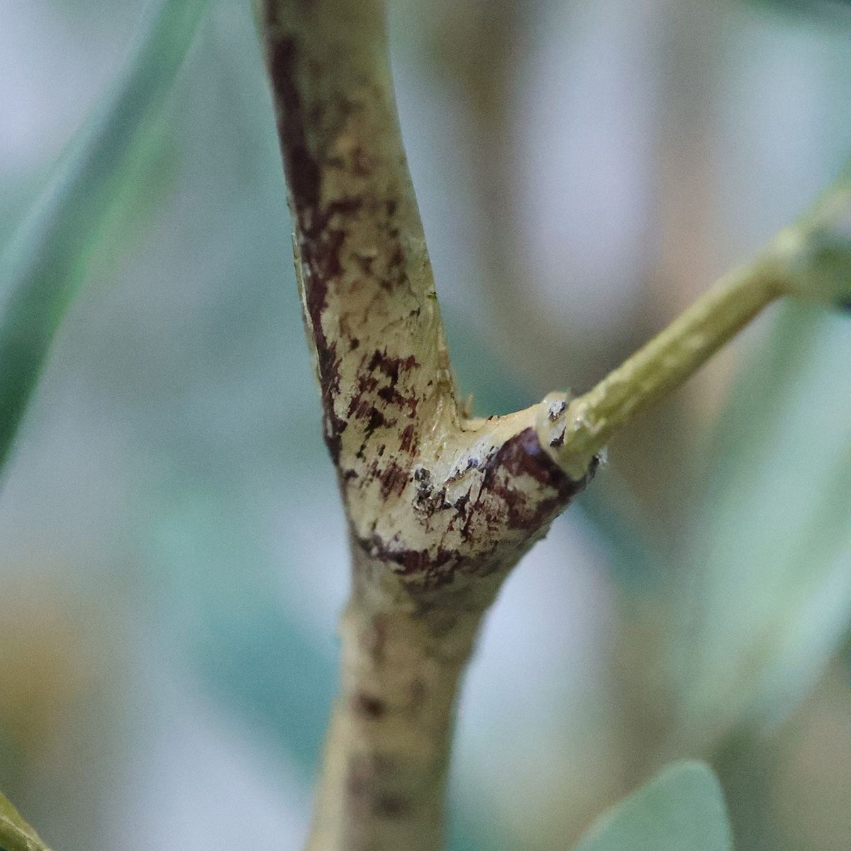 Olijf Kunstboom N 120cm