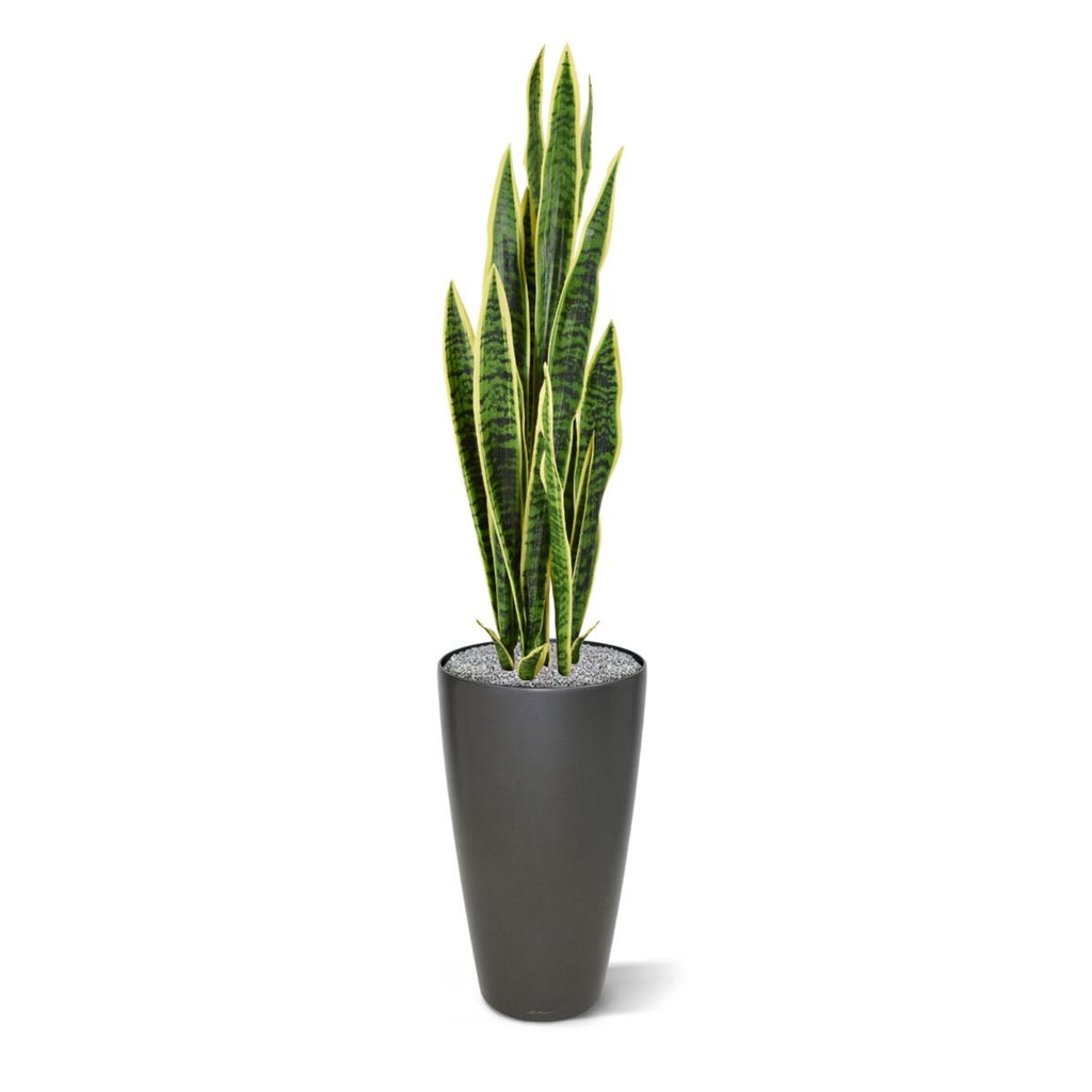 Sanseveria kunstplant 110cm - bont