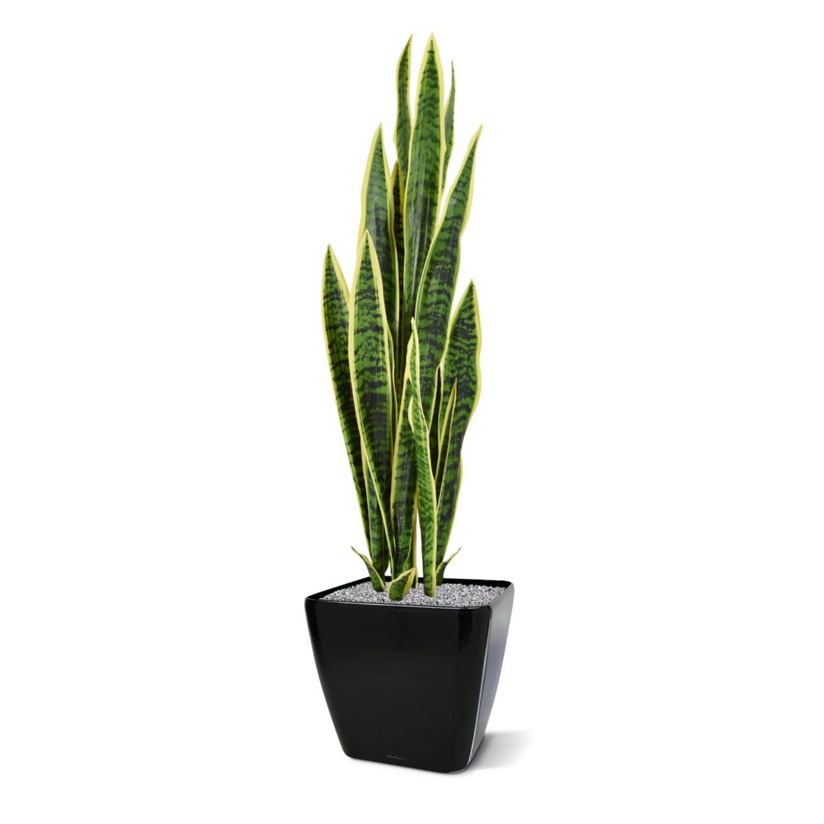 Sanseveria kunstplant 110cm - bont