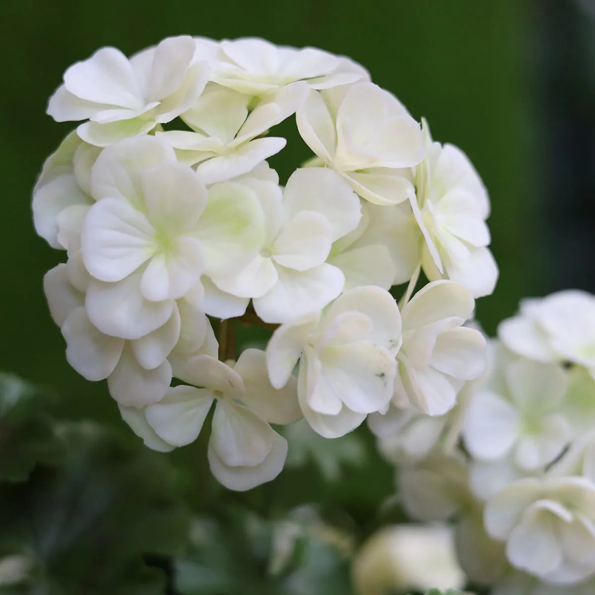 Kunst Geranium zuilplant 120cm UV crèmewit 