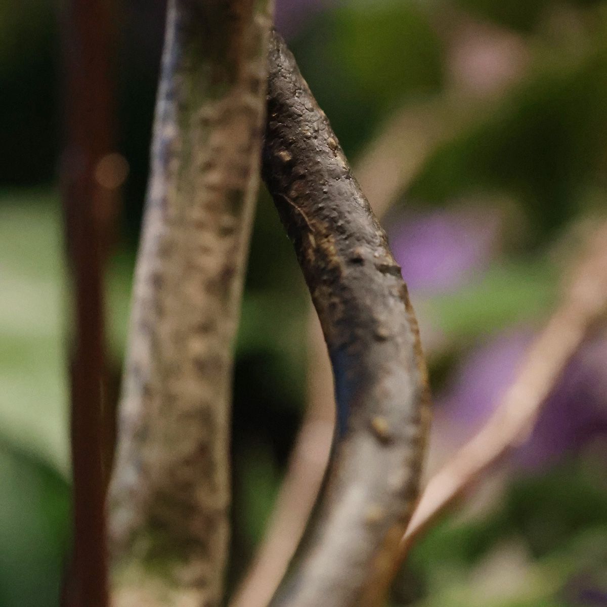 Wisteria Kunstboom 180cm Geel / Lila