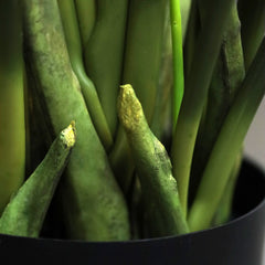 Red Calathea Luthea Kunstplant 140cm