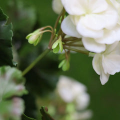 Kunst Geranium zuilplant 120cm UV crèmewit 