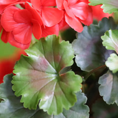 Geraniumbol kunstplant 70cm UV rood 