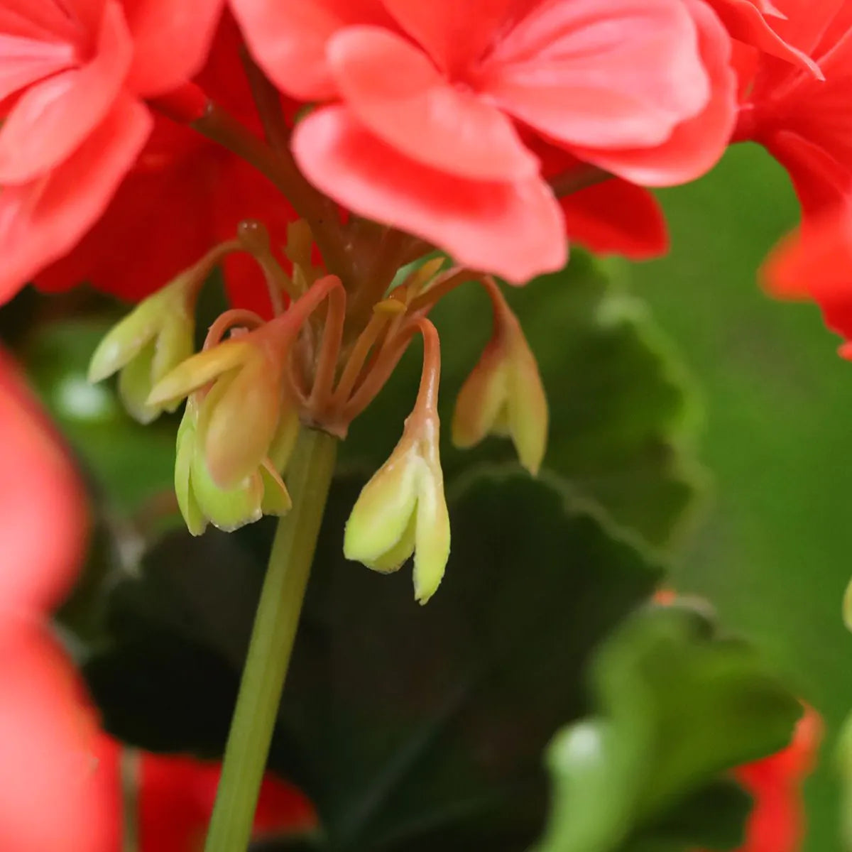 Geranium piramide rood UV kunstplant 110cm