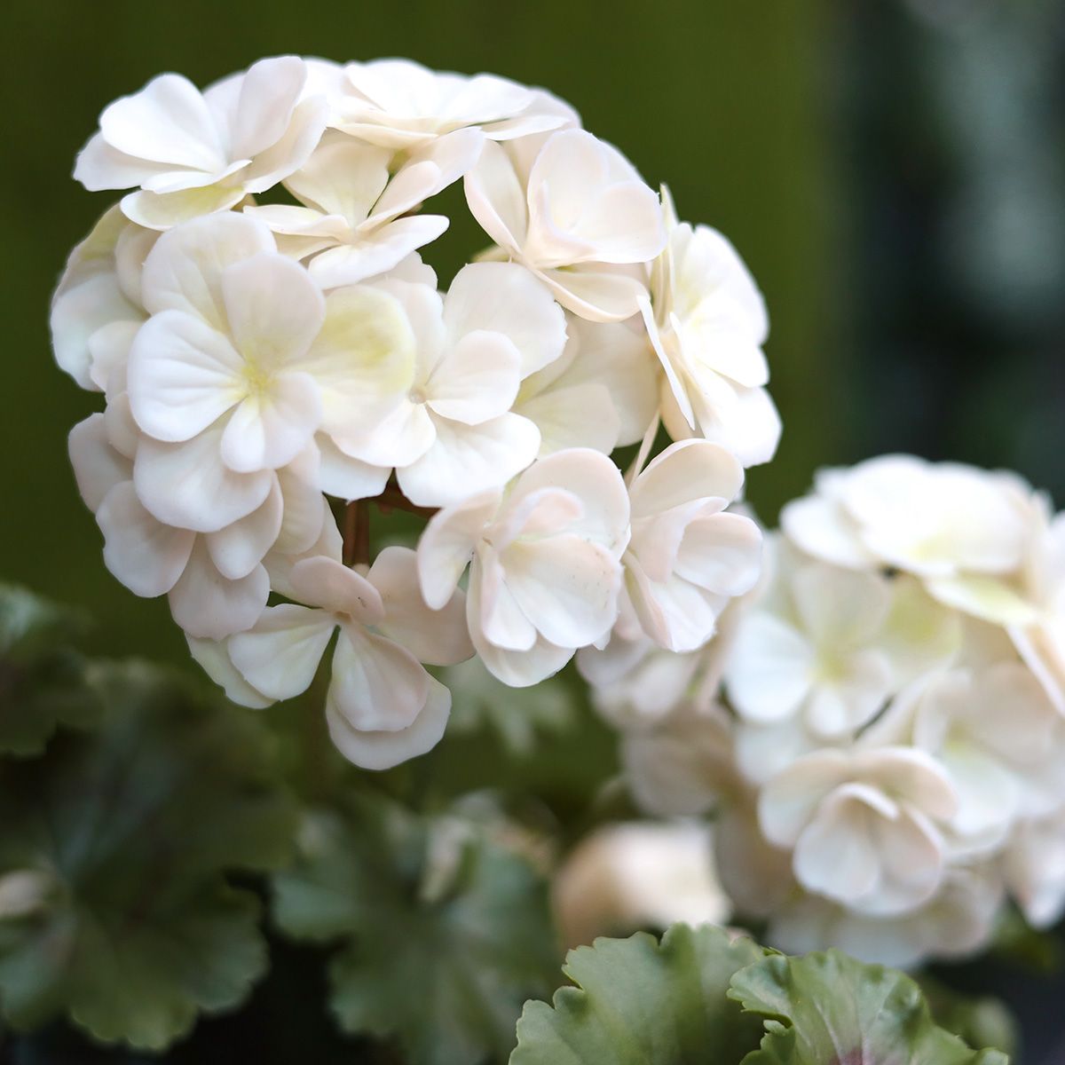 Kunst Geranium 110cm piramide plant UV crèmewit 