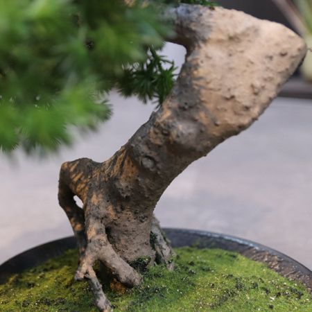 Pinus Bonsai kunstplant in schaal 40cm