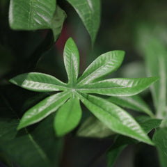 Pachira Kunstplant Deluxe 100cm