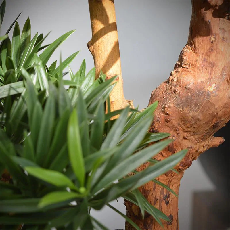 Kunstmatige Podocarpus-plant voor buiten op een echte houten stam van 70 cm met UV-bescherming.