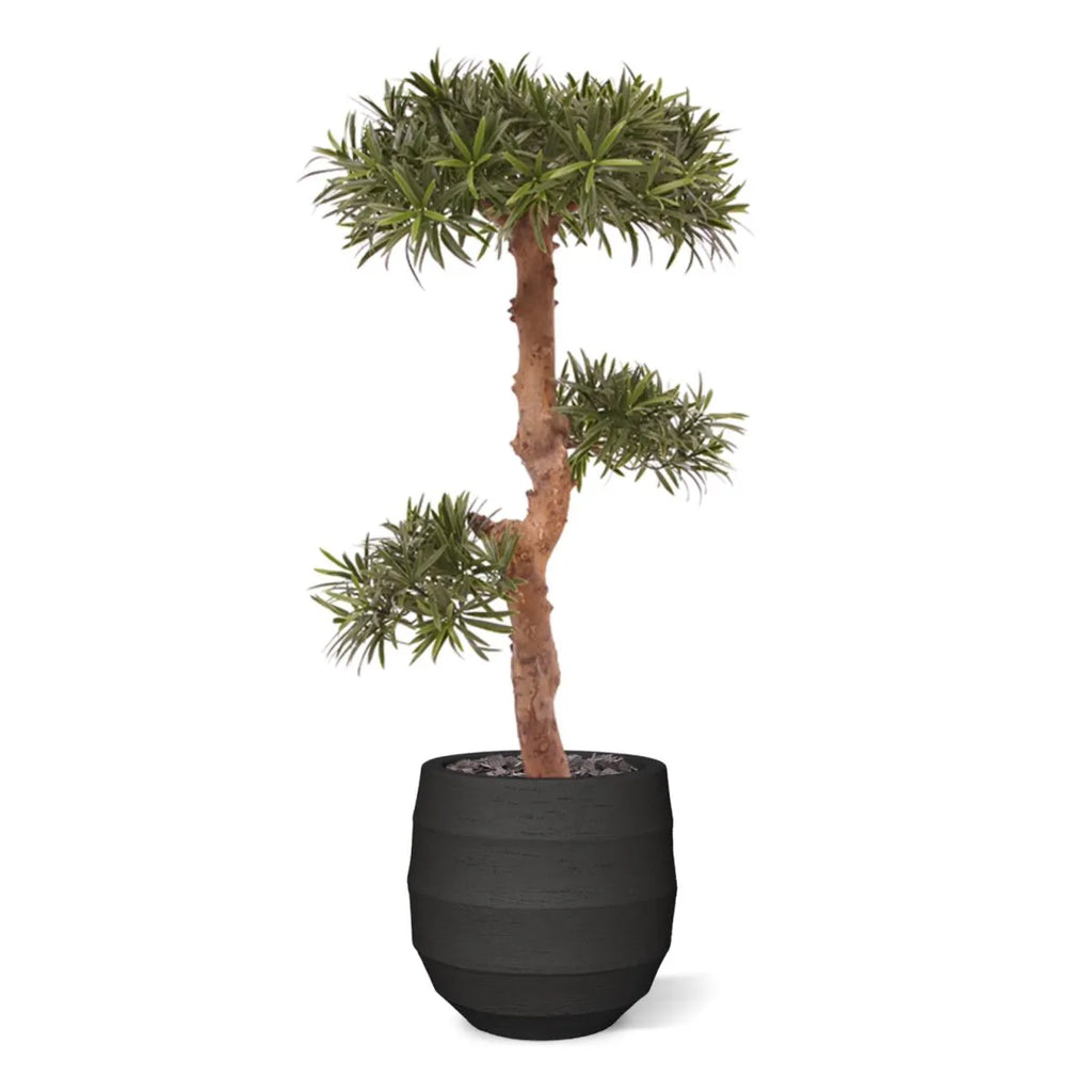 Kunstzinnige Podocarpus Bonsai boom 105 cm UV-bestendig voor buiten
