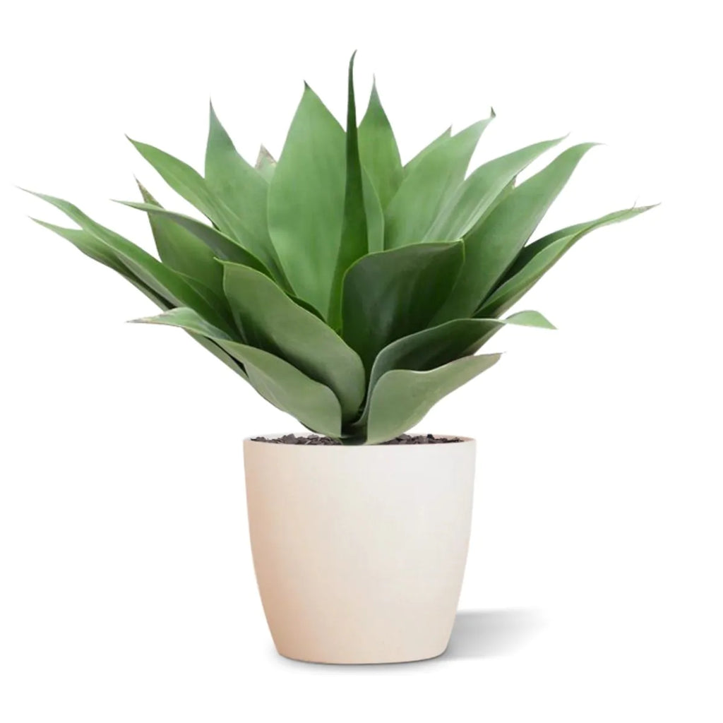 Buitenkunst Agaveplant 50 cm UV