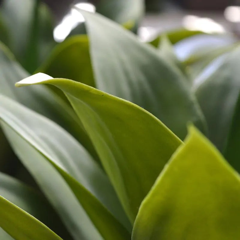 Agaveplant voor buiten, 70 cm hoog, UV-beschermd.