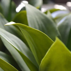 Outdoor Art Agave plant 70 cm UV protected