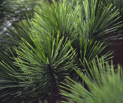 Kunst bonsai Pinus voor buiten 110 cm UV 