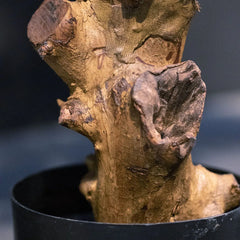 Kunst bonsai Pinus voor buiten 110 cm UV 