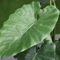 Alocasia Calidora kunstplant 60cm