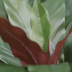 Calathea 30cm Kunstplant groen/rood