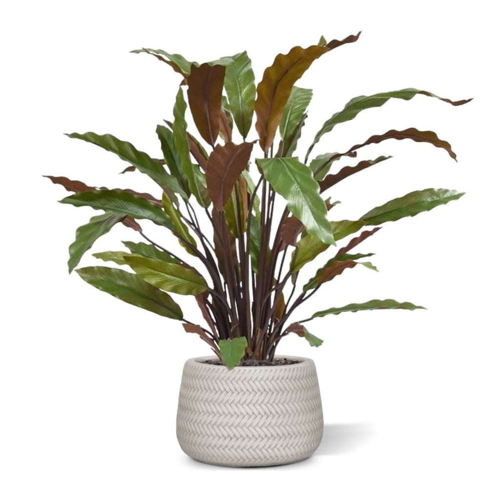 Calathea Red kunstplant 60cm