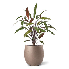 Calathea 75cm Kunstplant Groen/rood