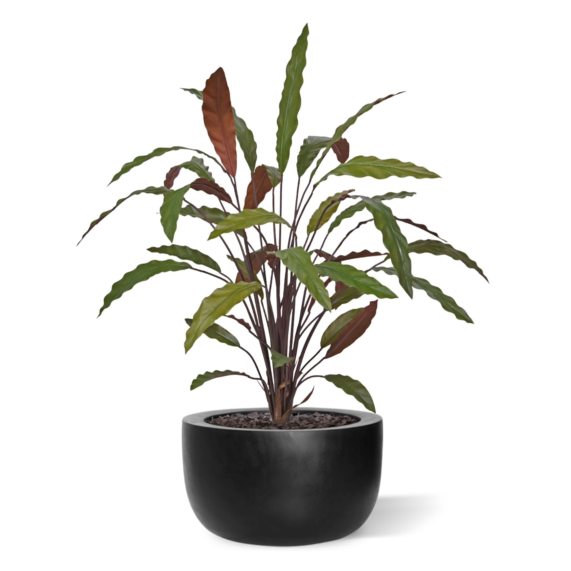 Calathea 75cm Kunstplant Groen/rood