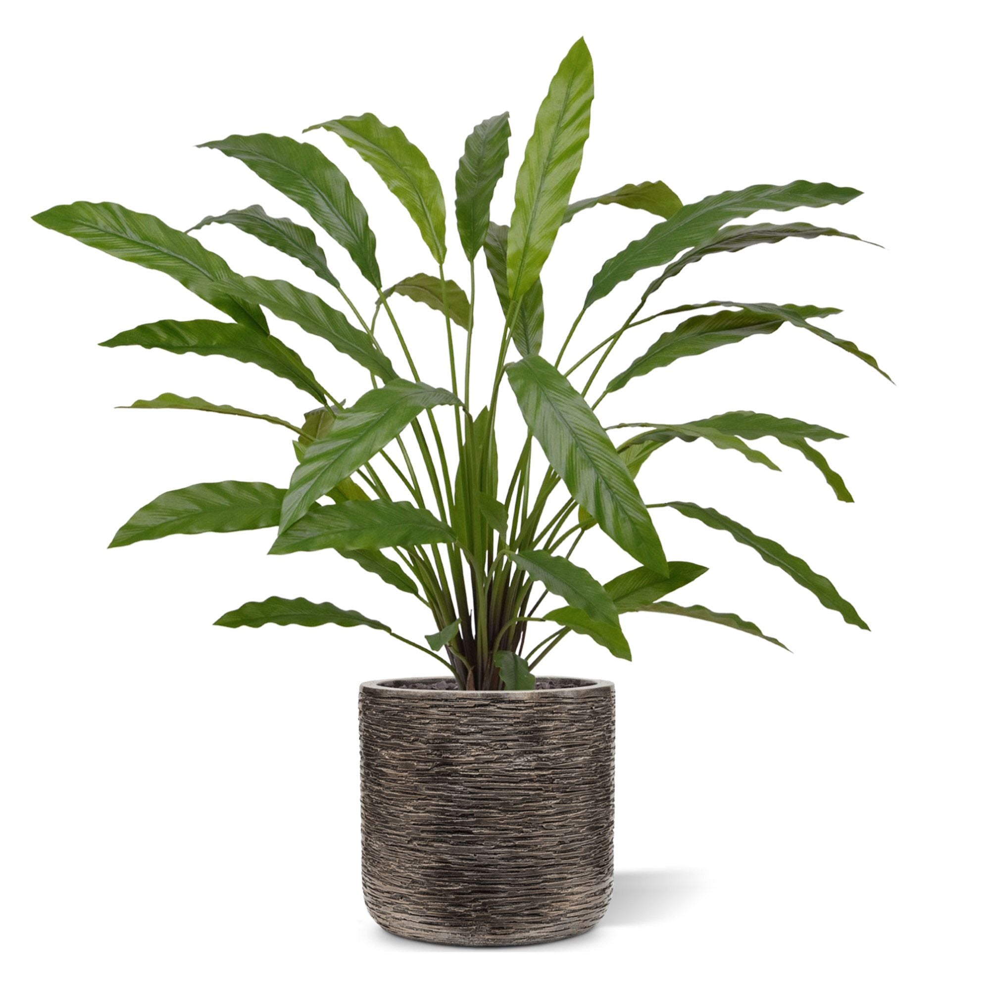 Calathea 75cm Kunstplant groen