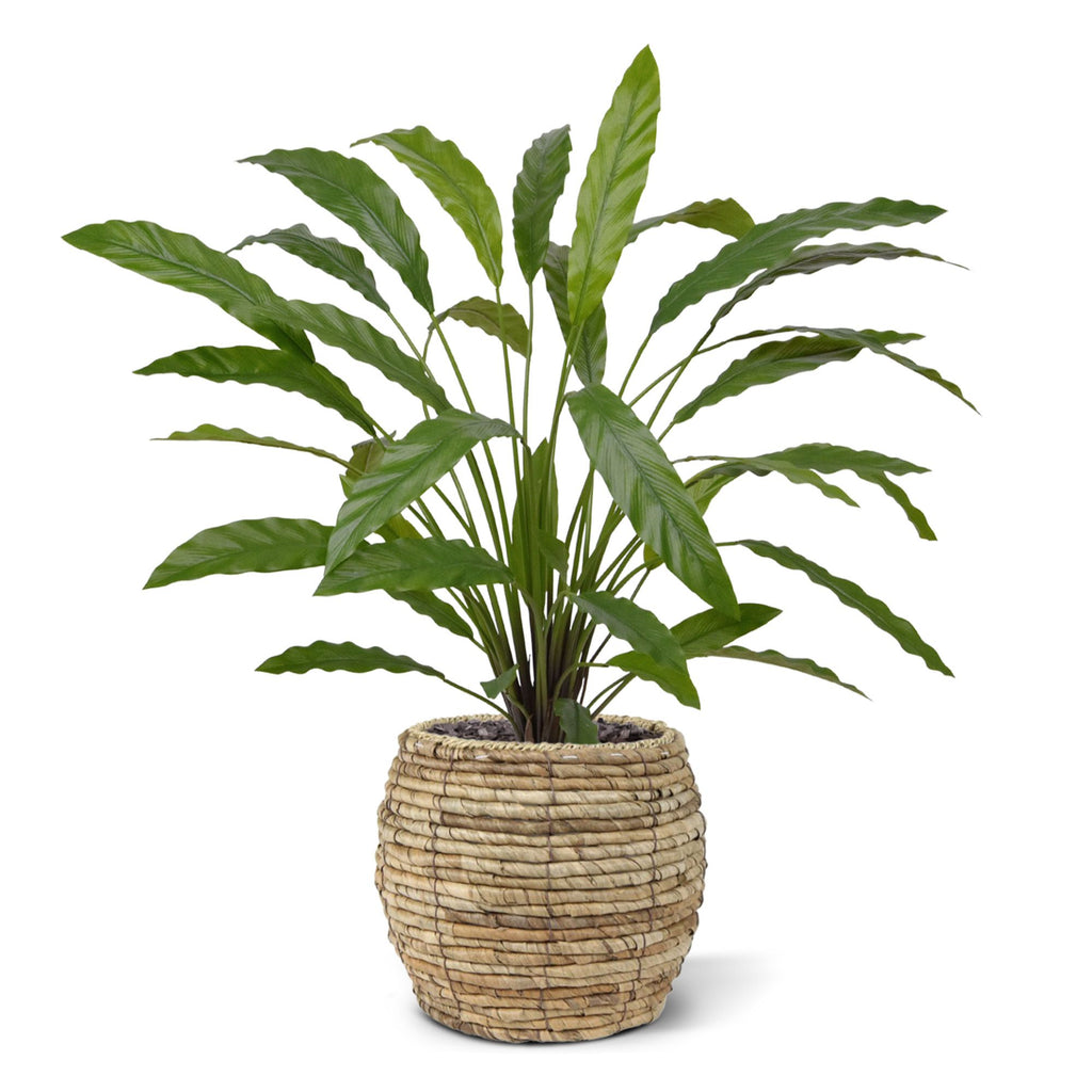 Calathea 75cm Kunstplant groen