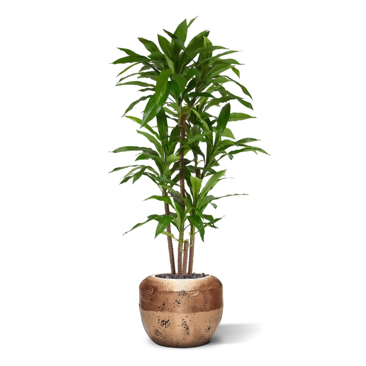 Draceana Fragrans XL Kunstplant 130cm