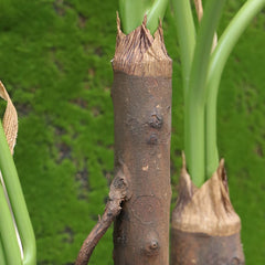 Philodendron Fun Bun kunstplant Deluxe 145cm