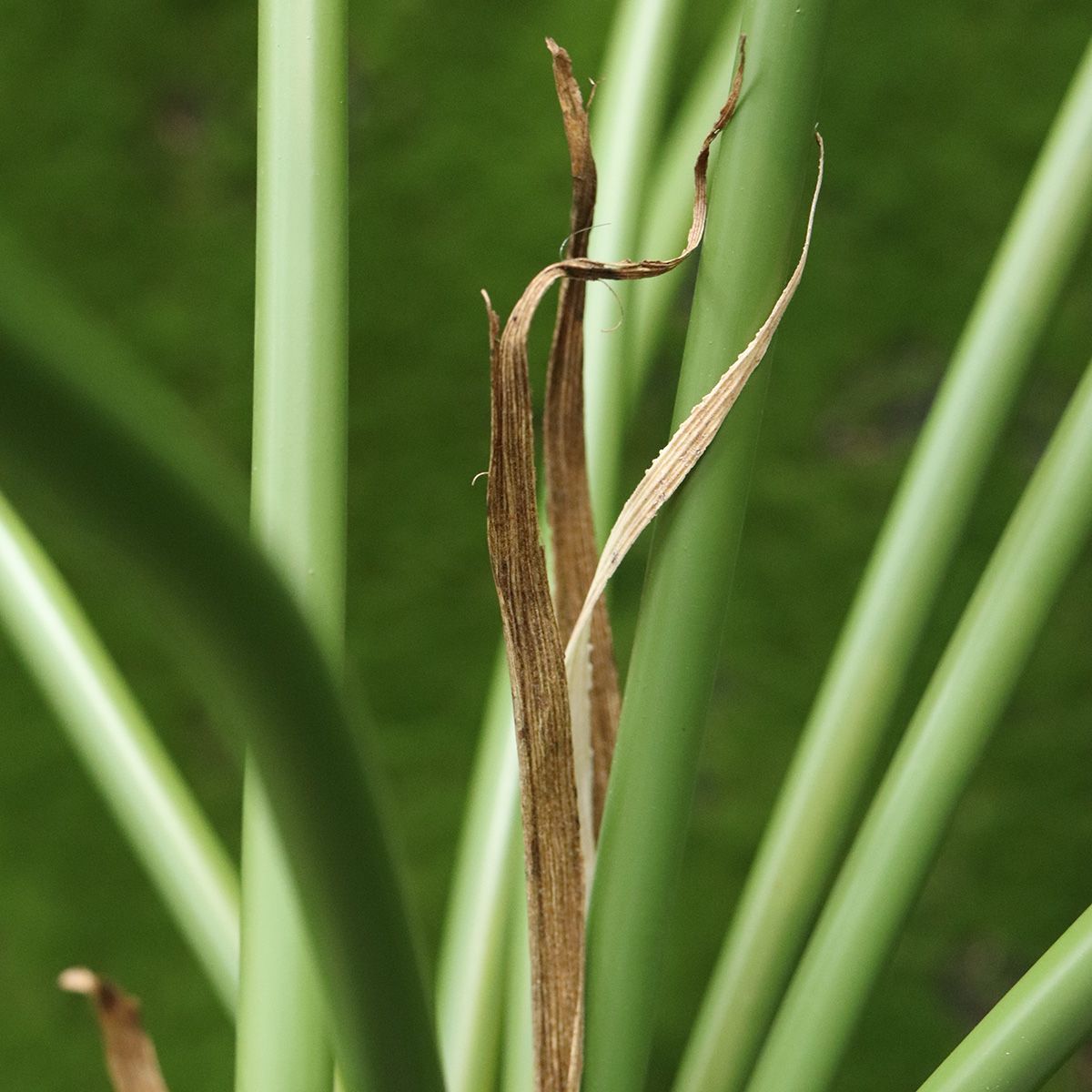 Philodendron Fun Bun kunstplant Deluxe 145cm