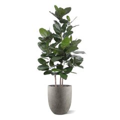 Ficus Audrey kunstplant 160cm