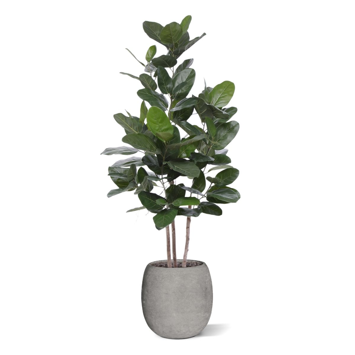 Ficus Audrey kunstplant 160cm