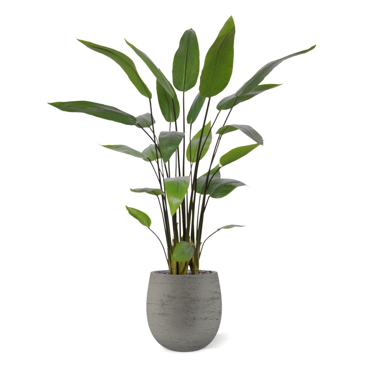 Water Canna Kunstplant 120cm