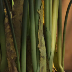 Water Canna Kunstplant 120cm