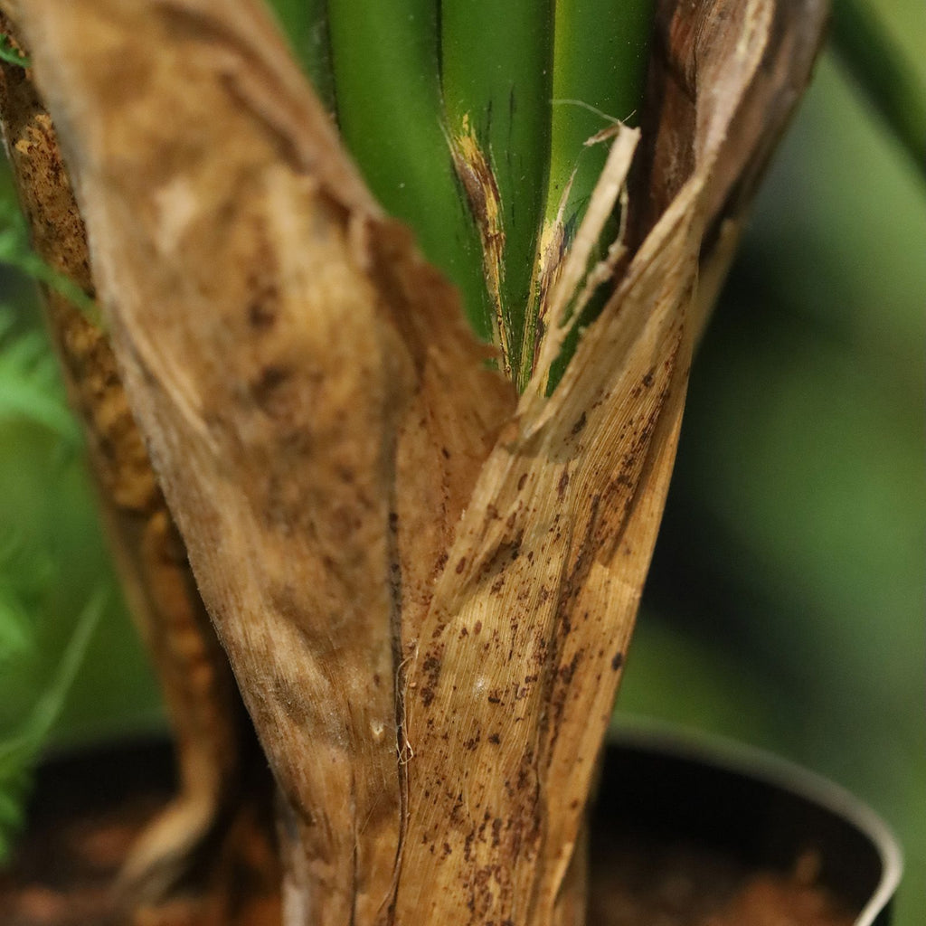 Strelitzia Nicolai deluxe Kunstpalm 125cm in pot