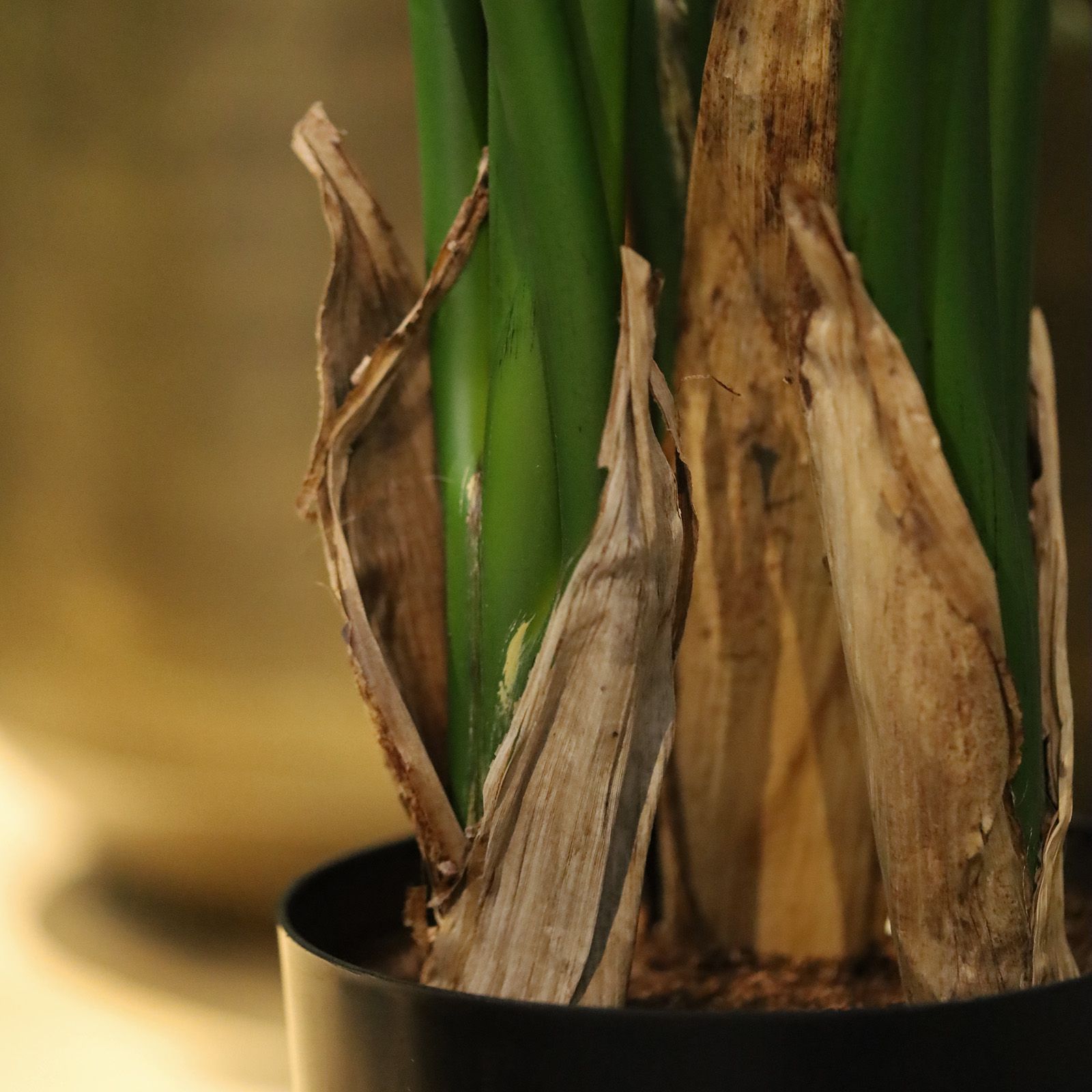 Strelitzia Nicolai deluxe Kunstpalm 170cm in pot