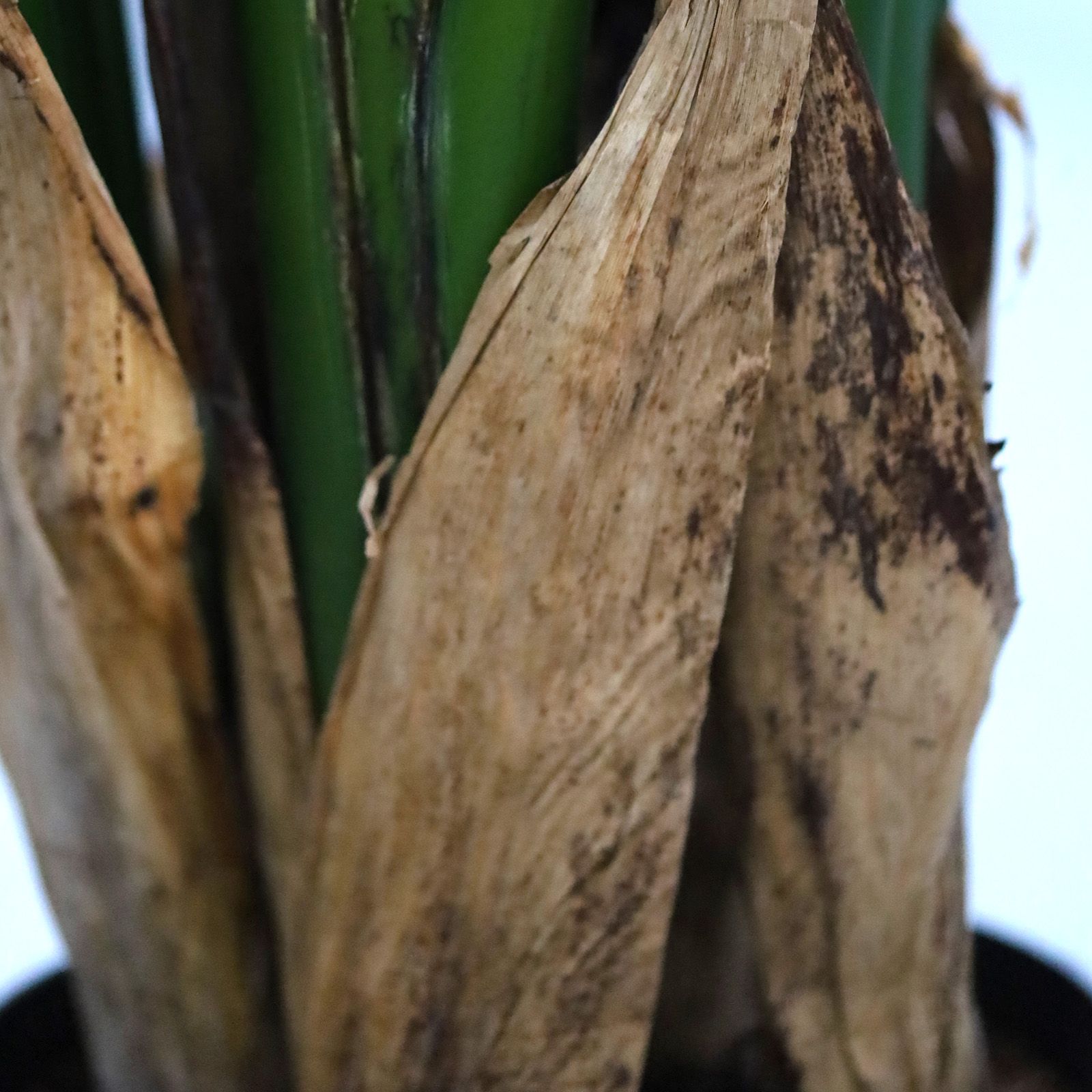 Strelitzia Nicolai deluxe Kunstpalm 200cm in pot