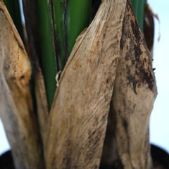 Strelitzia Nicolai deluxe Kunstpalm 200cm in pot