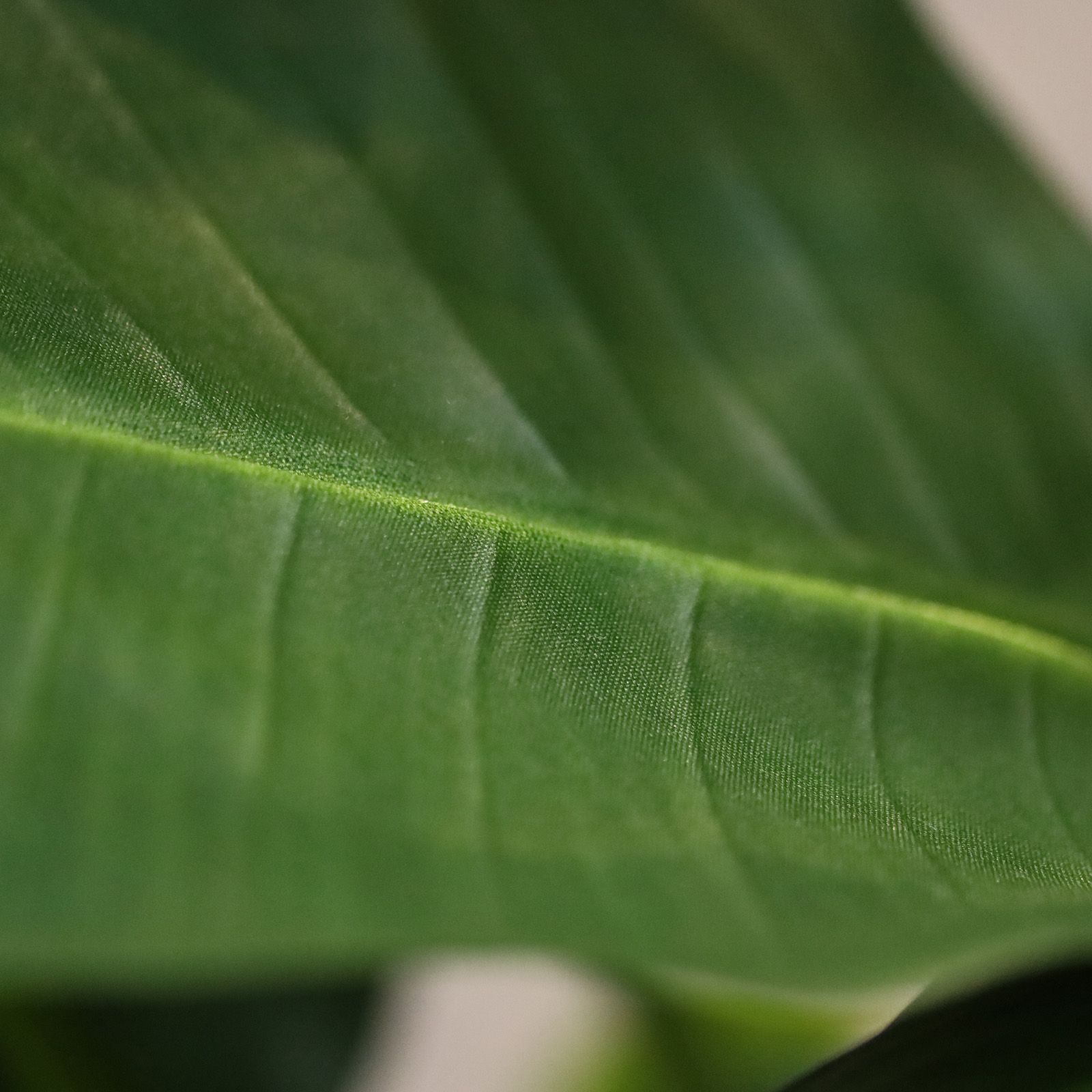 Strelitzia Nicolai deluxe Kunstpalm Bush 110cm