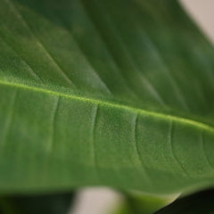 Strelitzia Nicolai deluxe Kunstpalm Bush 110cm