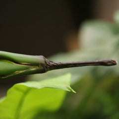 Strelitzia Nicolai deluxe Kunstpalm Bush 110cm