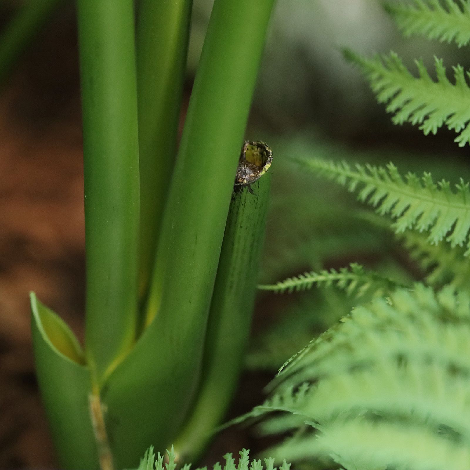 Strelitzia Nicolai deluxe Kunstpalm Bush 140cm