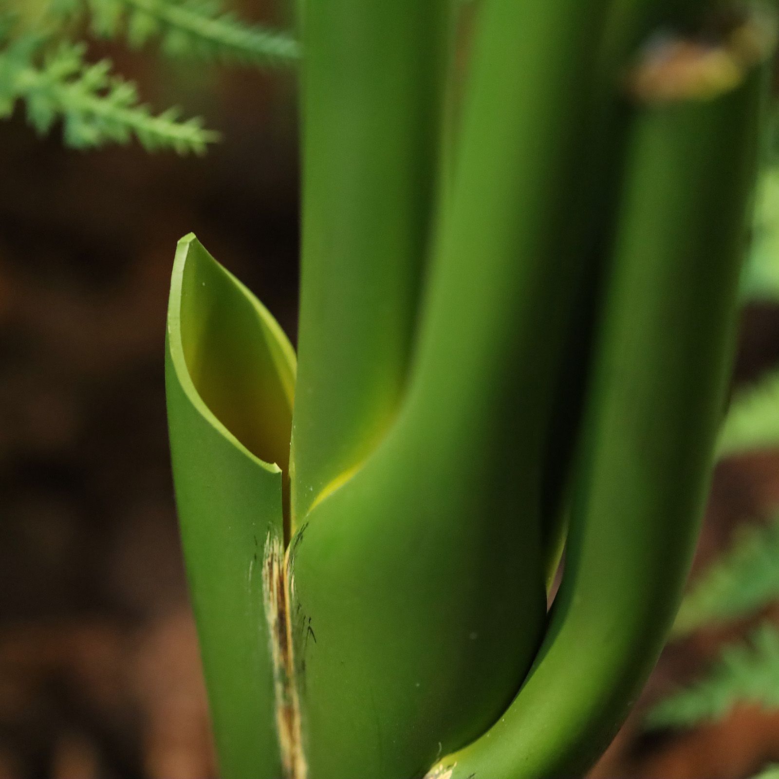 Strelitzia Nicolai deluxe Kunstpalm Bush 160cm